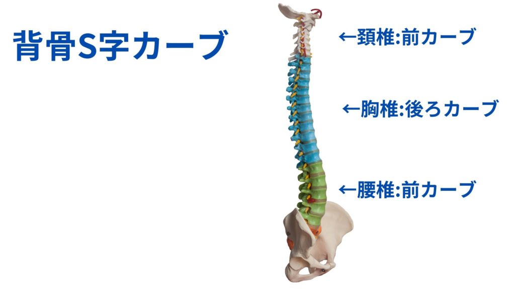 背骨S字カーブ